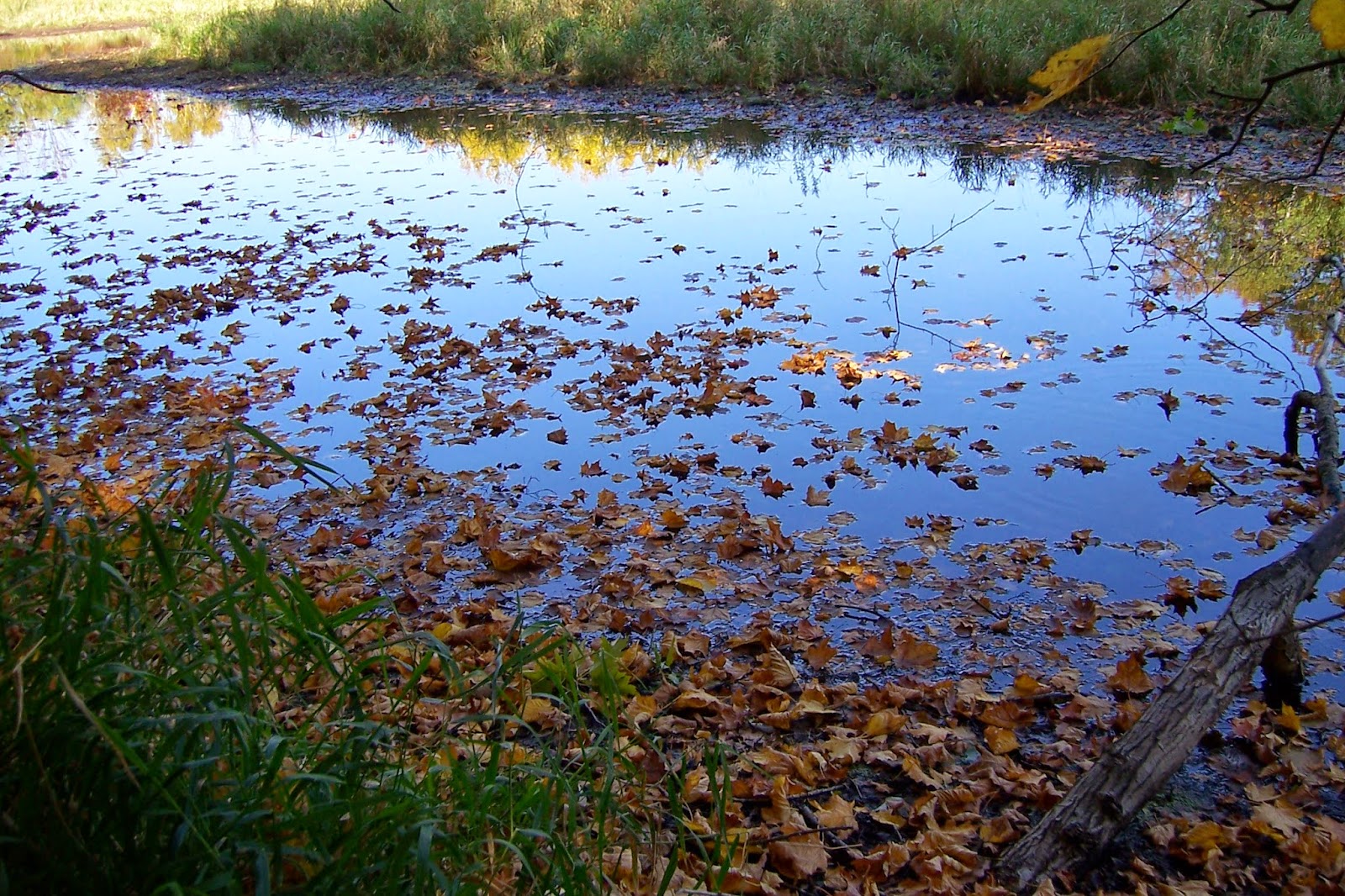 Leaves and Water Kettle Moraine State Forest Ethan Wolfe Photography