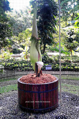 Bunga Bangkai koleksi Kebun Raya Bogor yang akan segera mekar. Kredit foto : Meilla. Bunga Bangkai koleksi Kebun Raya Bogor yang akan segera mekar. Kredit foto : Meilla.