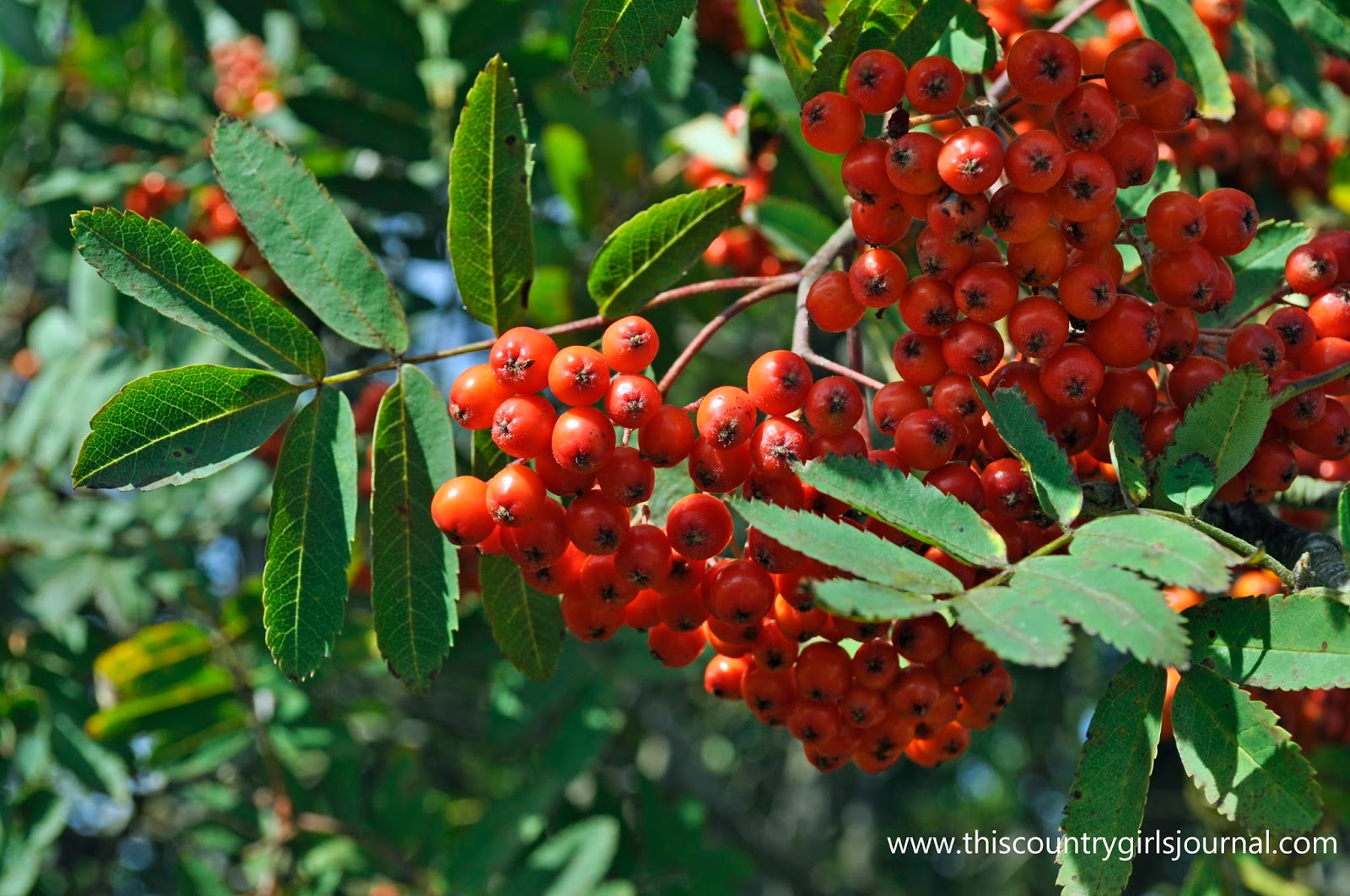 rowan tree berries poisonous to dogs