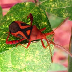 Insetologia Identificacao De Insetos Percevejo Vermelho Crinocerus No Maranhao