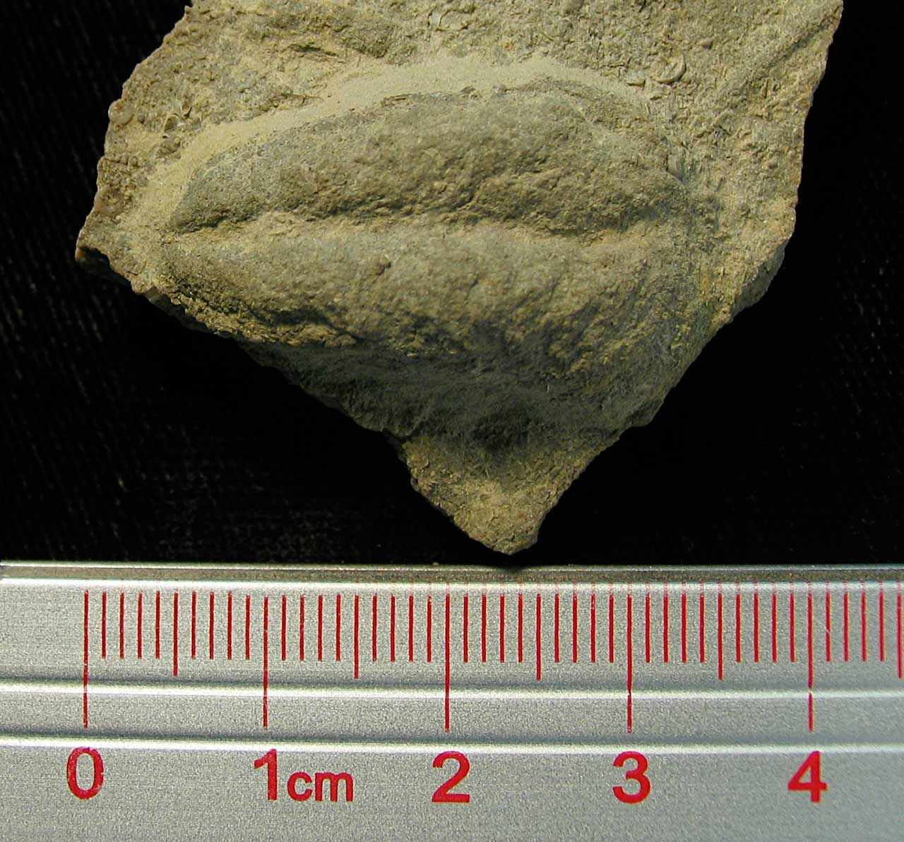 Louisville Fossils and Beyond Rusophycus Trilobite Burrow