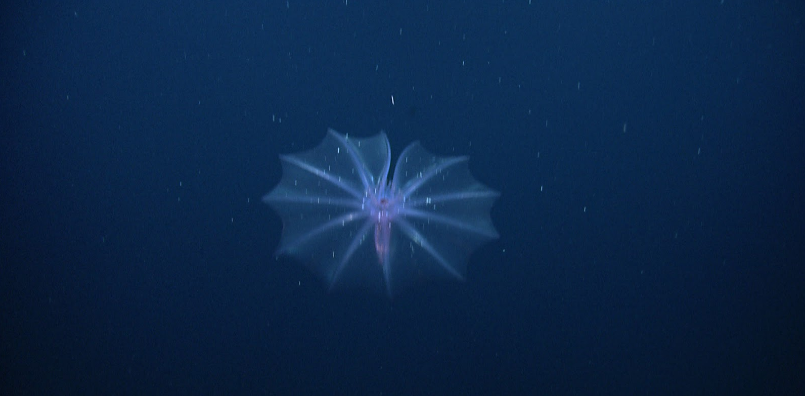 Pelagothuria Natatrix