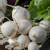 How To Grow Turnips On Early Spring Or Late Summer