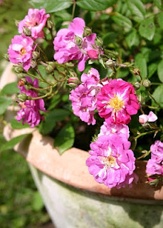 rosablühende Rosen im Kübel kultivieren