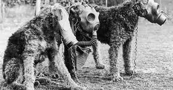 Gas Venenoso en la Primera Guerra Mundial Guerra