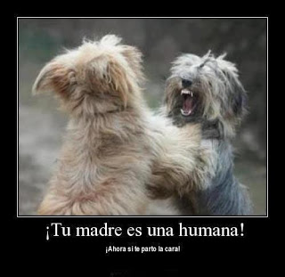 Imagenes de animales chistosos con frases de risa para whatsapp imagenes - animales - chistosos - frases - risa - whatsapp