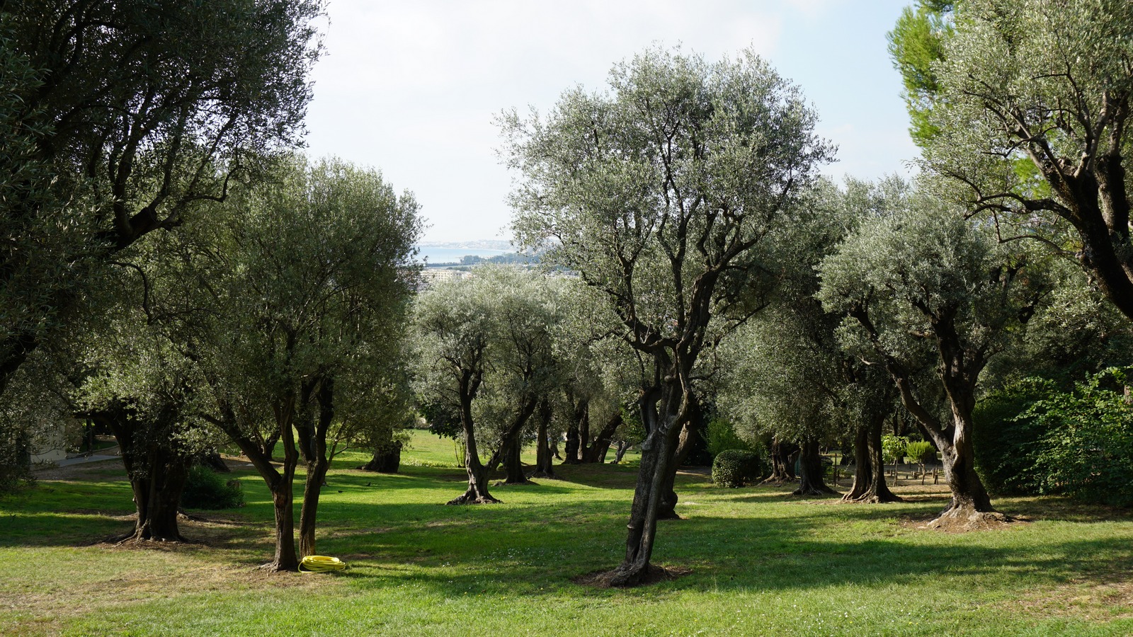 Olive grove surrounding Renoir museum in Cagnes-sur-Mer