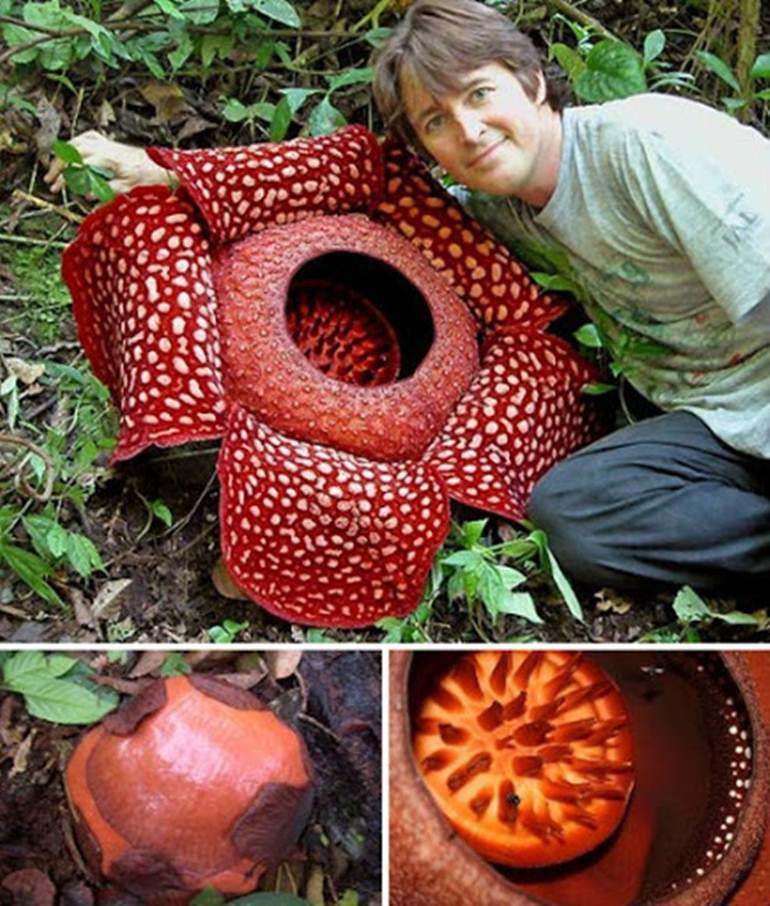 World’s Largest Flower/ Largest Flower in the World Interesting Facts