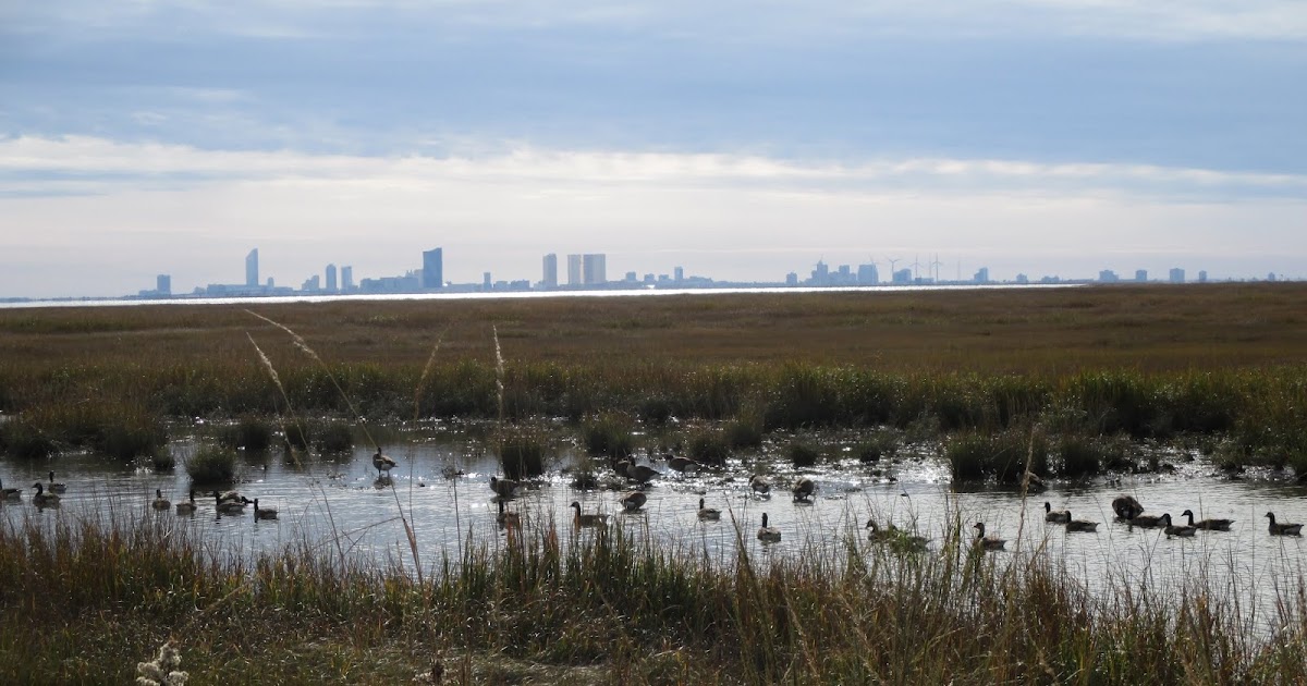 Happy in Hainesport Edwin B. Forsythe National Wildlife Refuge