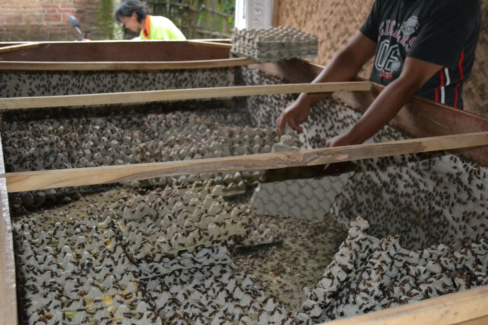 #4 ukuran kandang jangkrik untuk budidaya dan pembesaran.