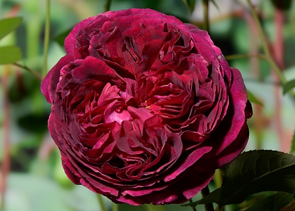 Falstaff rose сорт розы фото  