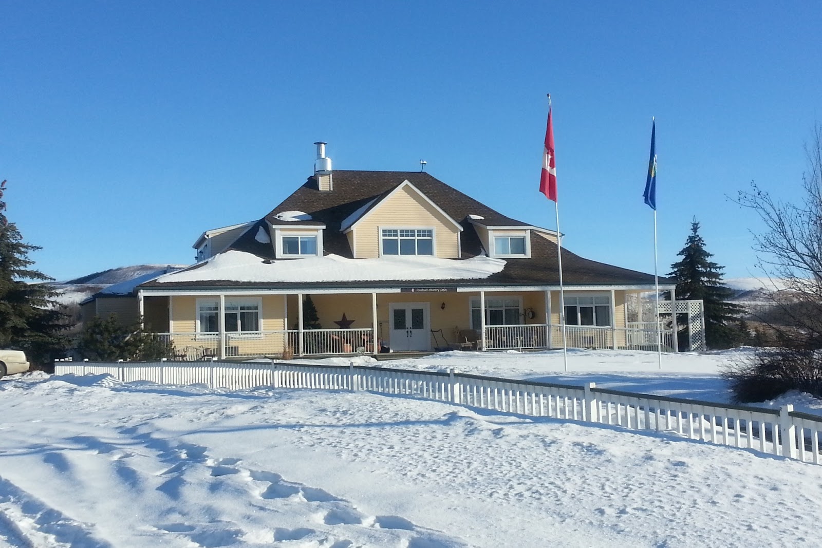 Pat's Ramblings A Little Alberta Rosebud