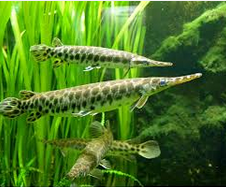 Gar longnose (Lepisosteus osseus) serta ikan aligator terbesar