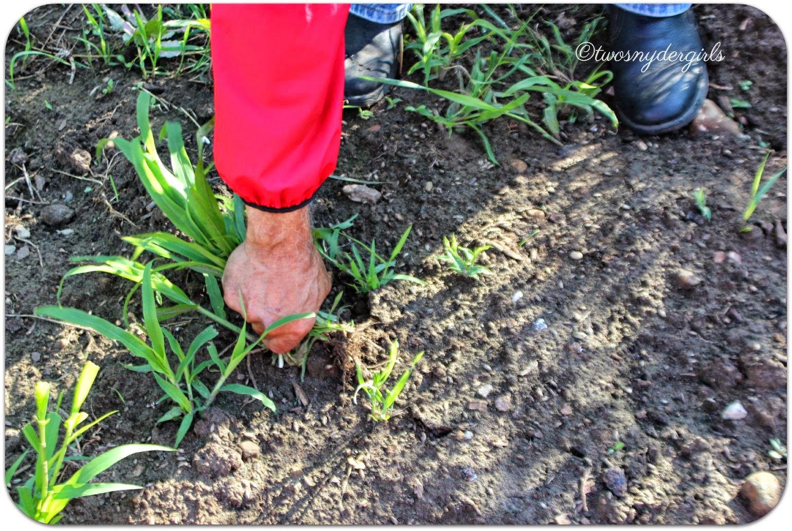 Pulling weeds Pulling weeds