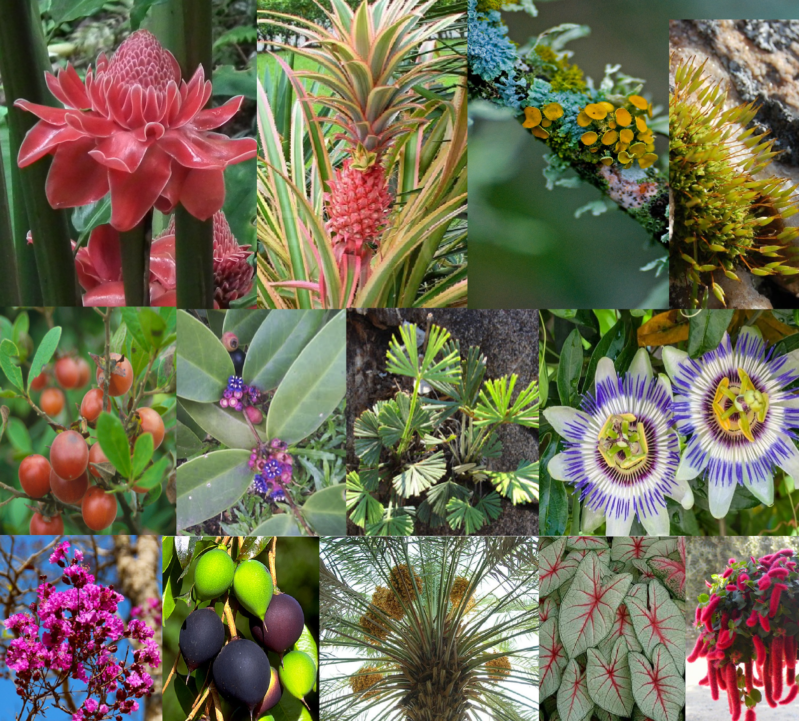 ALAM TUMBUHAN: ALAM TUMBUHAN [Plants kingdom]