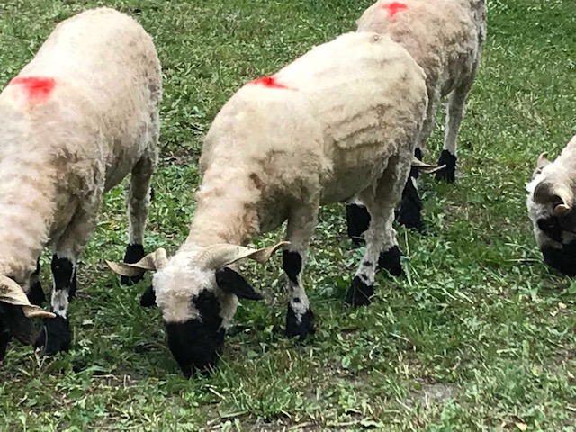 ツェルマットの羊　顔が黒い　前ひざにハートマークがある