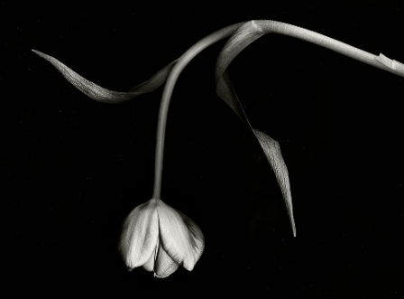 Gambar Bunga Mawar Yang Layu Gambar Bunga Mawar