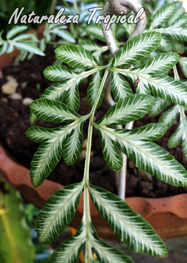 Fotografía del Helecho Blanco,Pteris ensiformis cv. victoriae