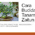 Cara Budidaya Tanaman Zaitun