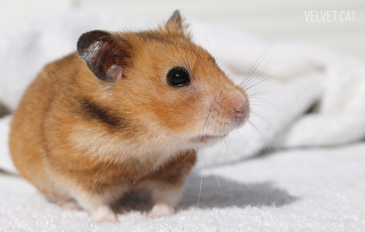 doña bigotes hamster comun noah