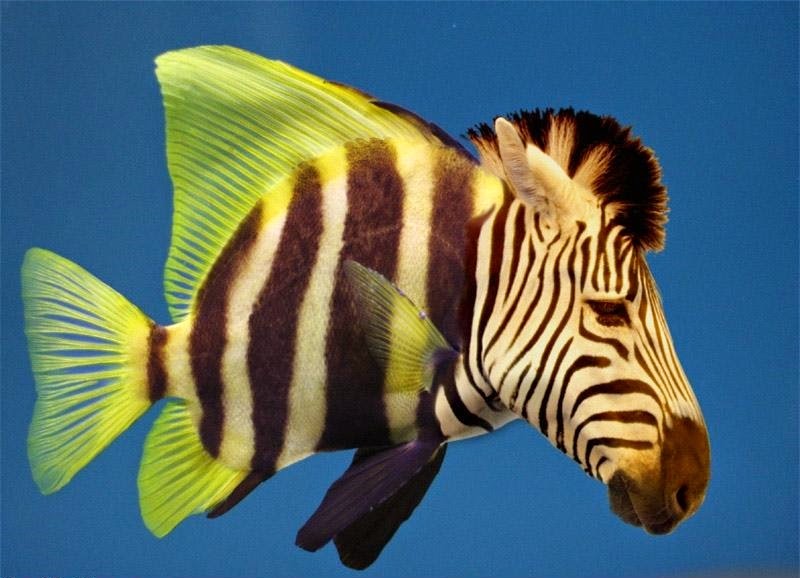 It's a Zebra, It's a Fish It's a Zebrafish!