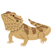 フトアゴヒゲトカゲのイラスト