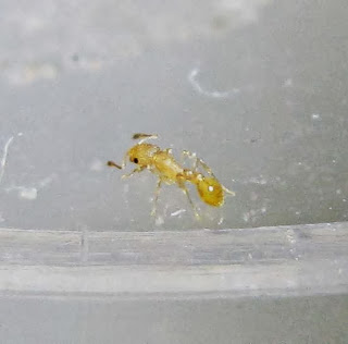 A Cardiocondyla sp. ant worker