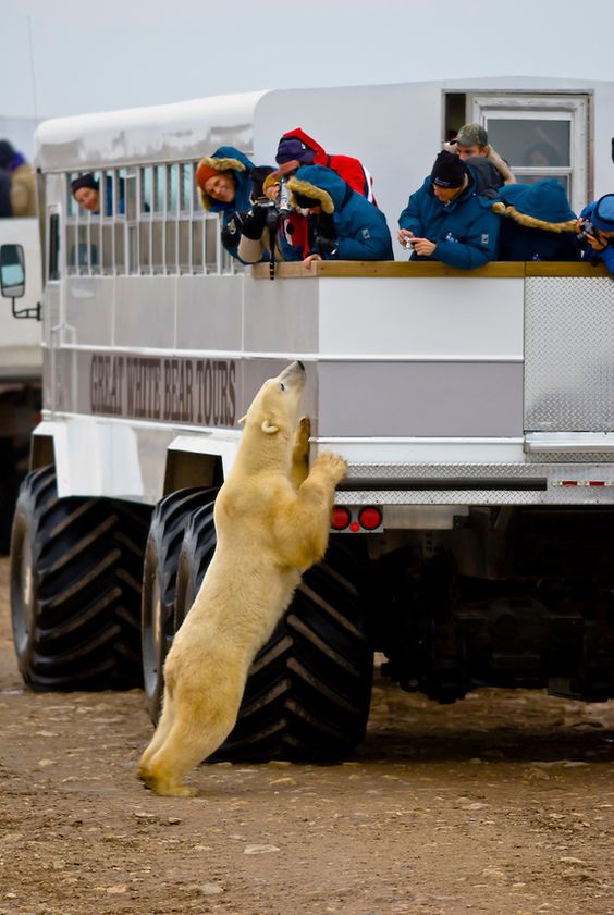 meet these polar guests meet these polar guests