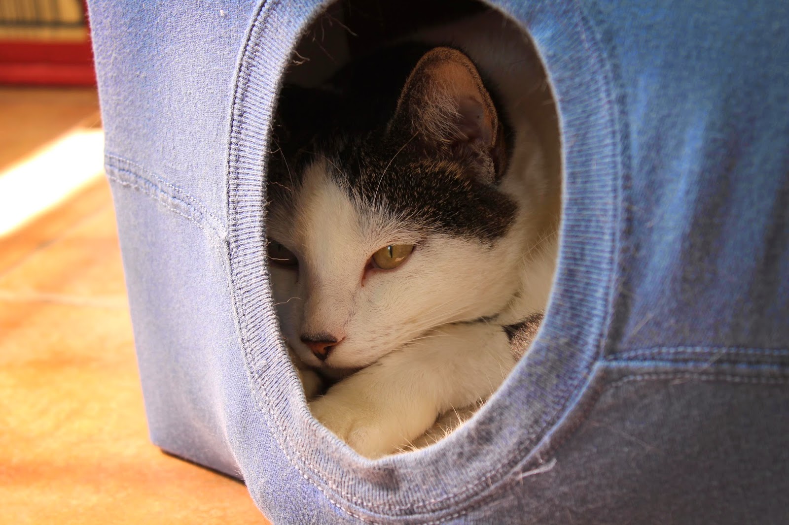 Scrappy Chick Designs Momma's DIY TShirt Cat House