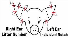 Pig Ear Notch Chart