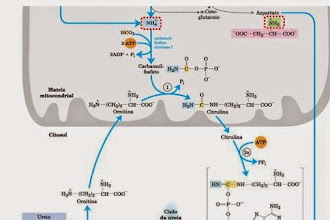 Consumo de Proteína, qual o limite?!