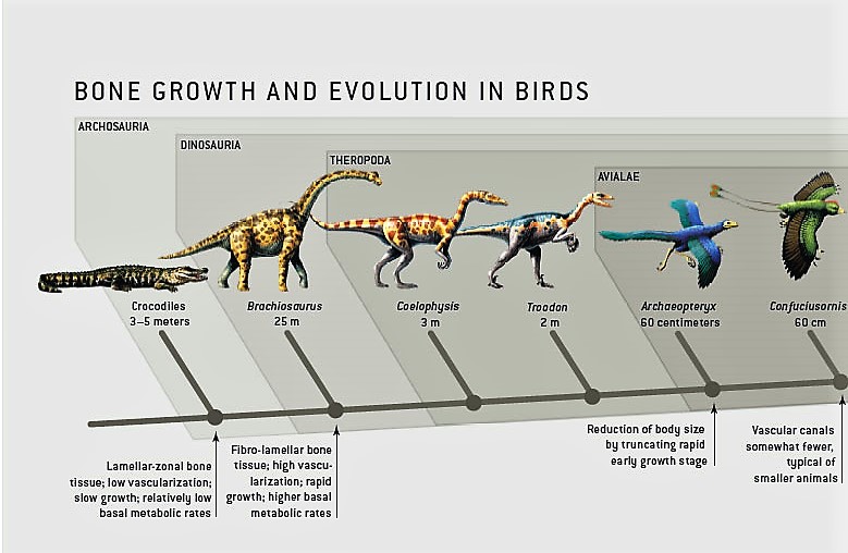 Biological Freak 恐龍系列之七：恐龍是如何演化成鳥類？ 08 29 2018