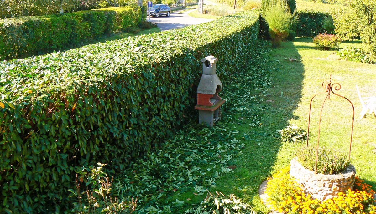 wcs A hedge trimming update