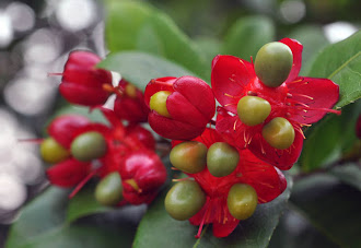 Ochna Kirkii - A Mickey Mouse Plant