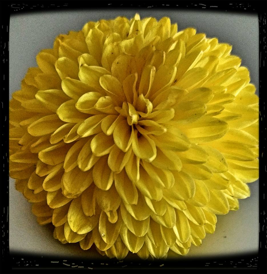About Chrysanthemum