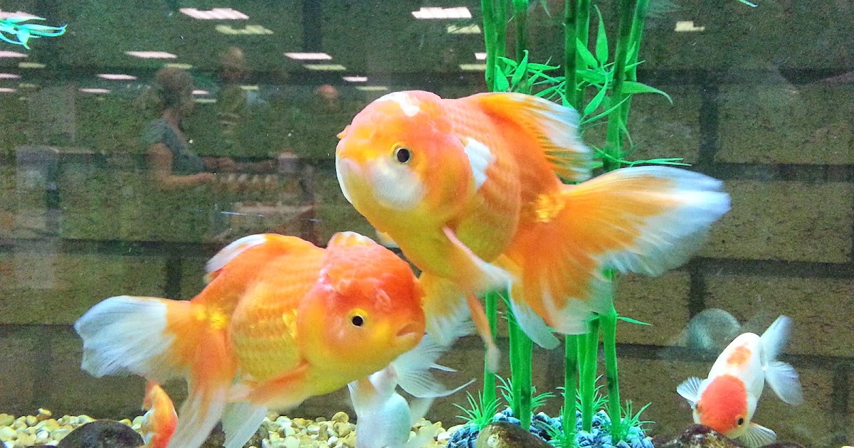 Emmaus Walk Debra Tomaselli Goldfish, Angels and Mail....Oh My!