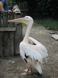 пелікан в рівненському зоопарку