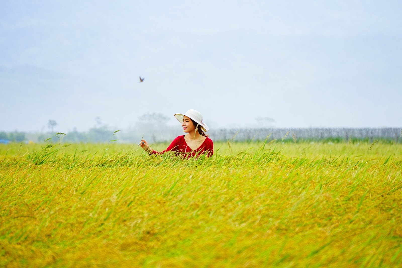 beautyanxiety.com-beautyanxiety.com-chishang%2Bgold%2Brice%2Bfield-DSC09521.jpg