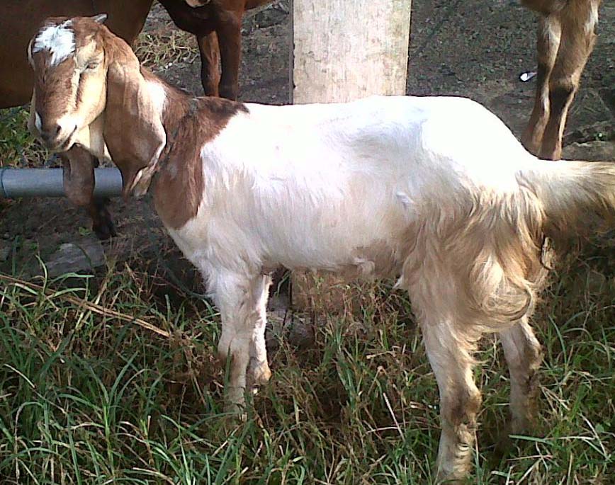 Berapakah Umur Kambing  Untuk Aqiqah  PUSAT AQIQAH  JOGJA