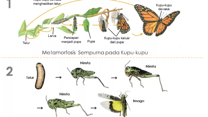 Pengertian Metamorfosis Dan Macam Macam Metamorfosis