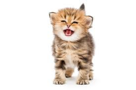 cat cat