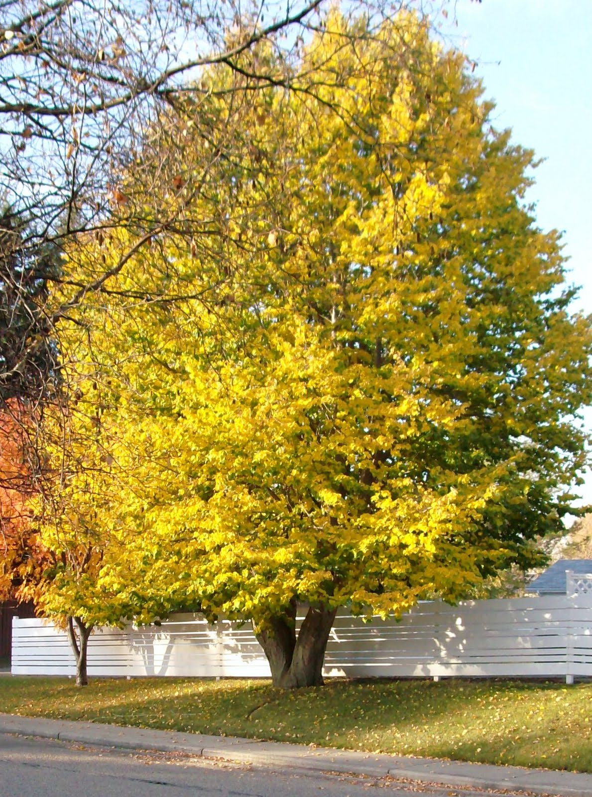 Hiawatha House THE LINDEN TREE