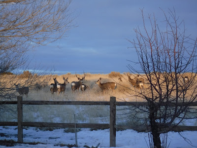 Mule Deer Herd
