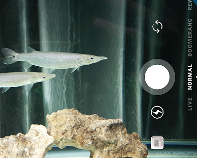 5 Kebiasaan Unik Hobiis Ikan Jaman Now