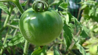 Plant de Tomate Allemande Dorée