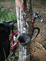 Rubber tree