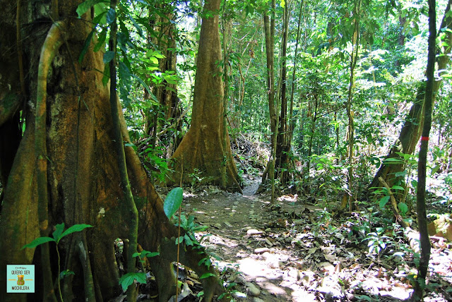 Parque Nacional del Gunung Mulu (Borneo, Malaysia)