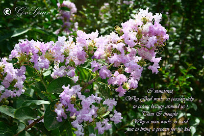 beautiful pink flowers, inspirational quotes