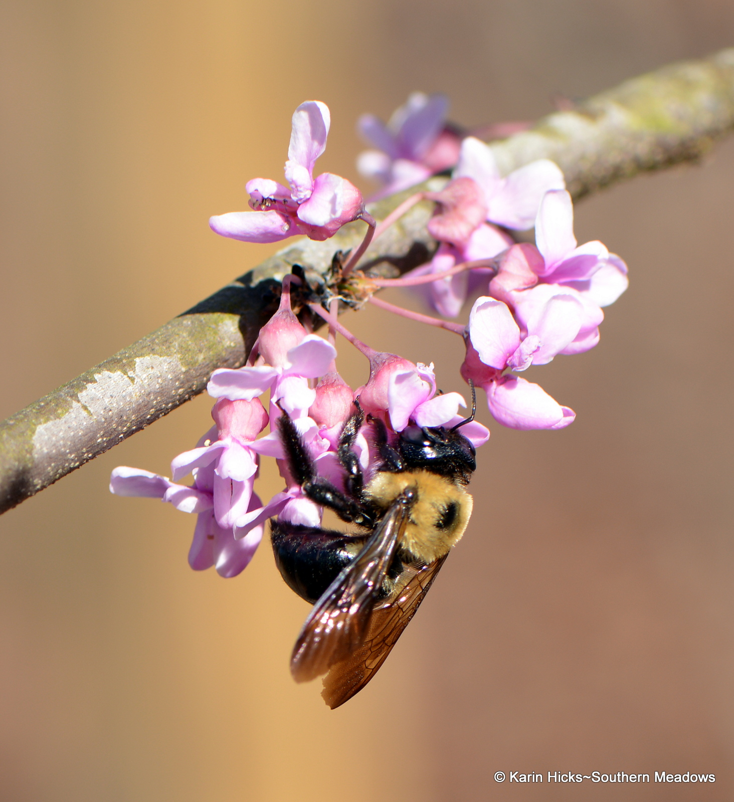 Buds, Bees, Butterflies and Blueberries
