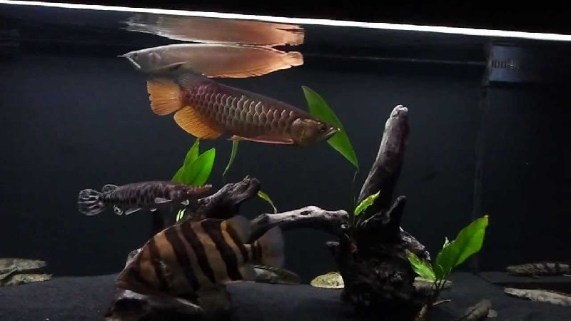 Teman Ikan Arwana Di Akuarium Gambar Datnoid dan Aligator Teman Ikan Arwana Di Akuarium
